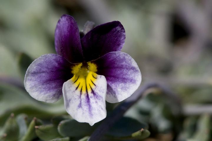 Viola hallii 2891.jpg